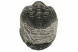 Wide, Curled Morocops Trilobite - Morocco #224224-2